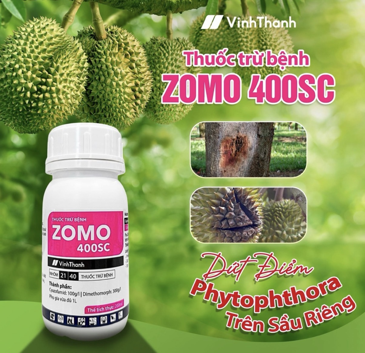 ZOMO 400SC – GIẢI PHÁP QUẢN LÝ BỆNH SƯƠNG MAI, THỐI TRÁI, NỨT THÂN, XÌ MỦ HIỆU QUẢ