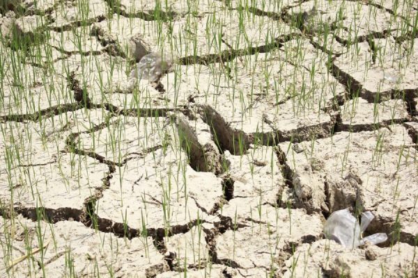 Phân bón hữu cơ vi sinh giúp cải tạo đất bạc màu cho vùng trồng dài hạn
