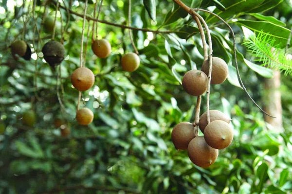 Mùa thu hoạch mắc ca 2026 tại vùng trồng Nghĩa Mai, Nghệ An đầu vào tháng tám