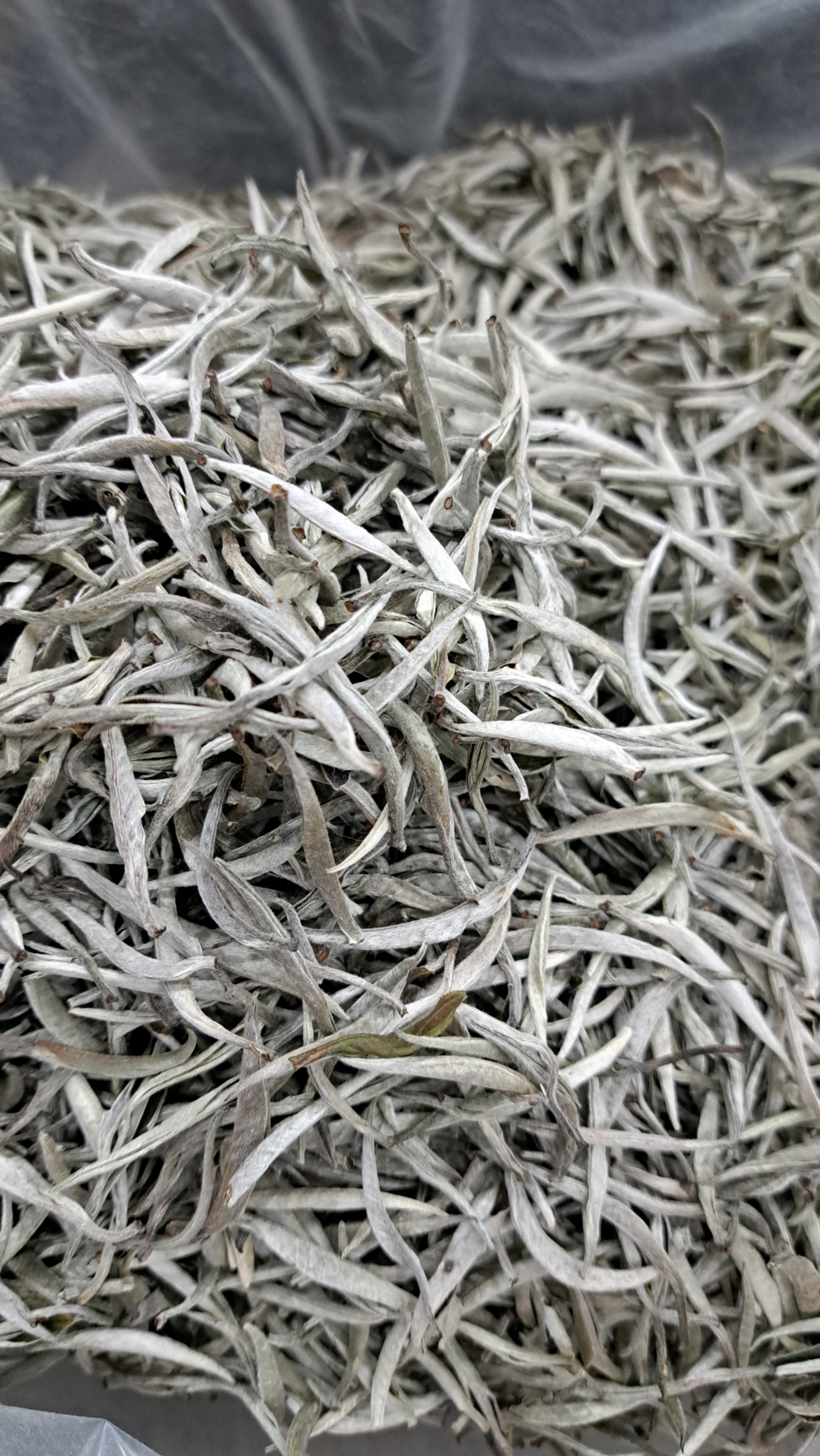 Bạch trà đặc biệt hảo hạng