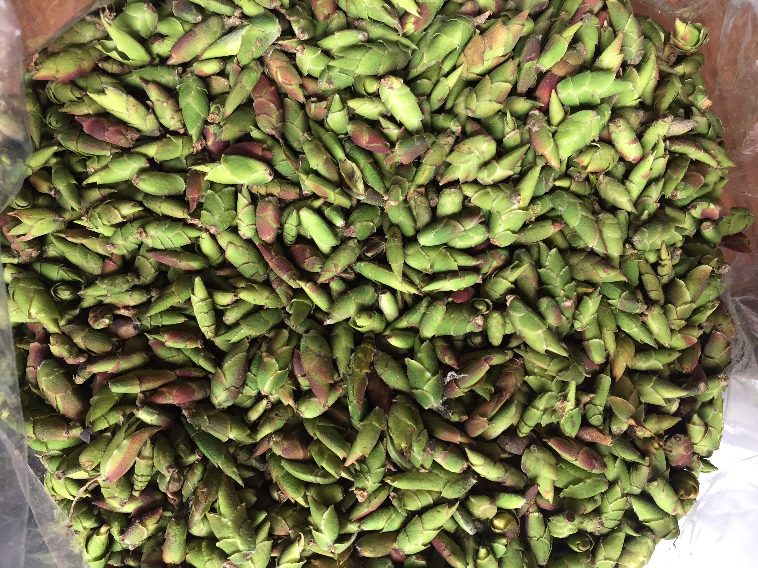 Trà Móng Rồng Sao Lạnh