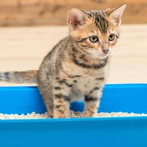 5 Tiêu Chí Chọn Cát Cho Mèo