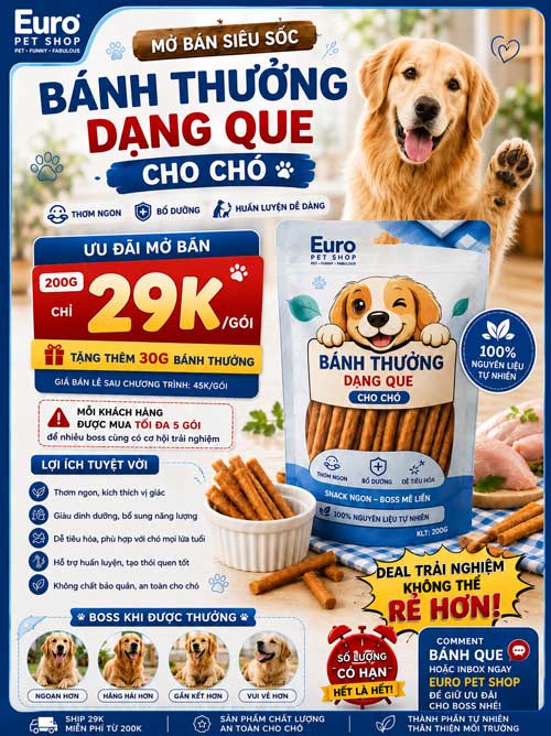 Chó