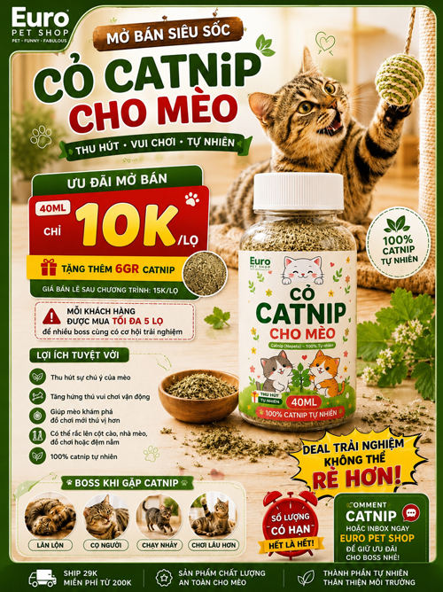 Mèo