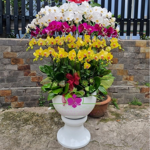 Lan hồ điệp đa sắc