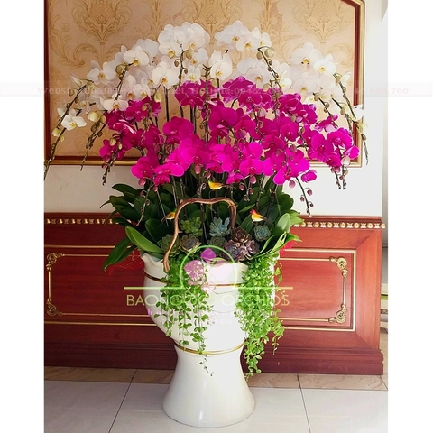 Lan hồ điệp tím