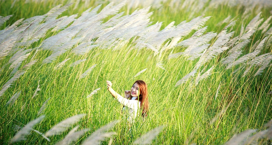 Cỏ lau trắng muốt trải dài bên dòng sông Lam
