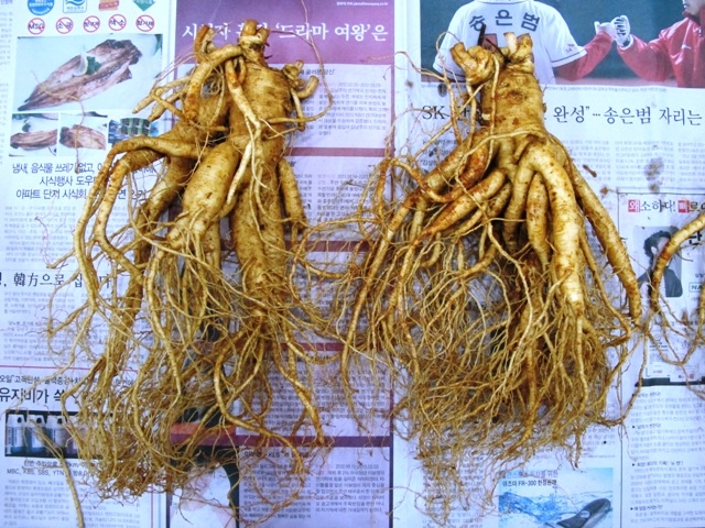 Sâm Tươi Hàn Quốc Bí Quyết Sức Khỏe Trường Thọ