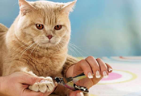 Chăm sóc móng cho mèo đúng cách như thế nào?