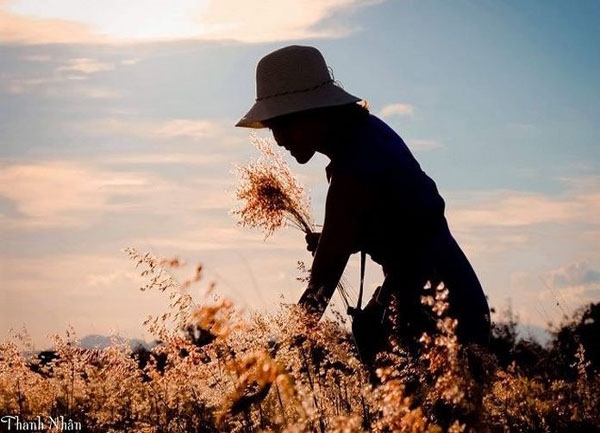 Đồi Cỏ Hồng Phú Yên Đẹp Ngất Ngây