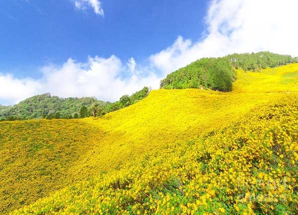Tưng bừng đón lễ hội hoa dã quỳ trên núi lửa Chư Đăng Ya ở Gia Lai
