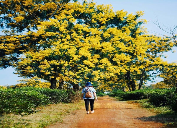 Mùa Hoa Muồng Về Trên Gia Lai