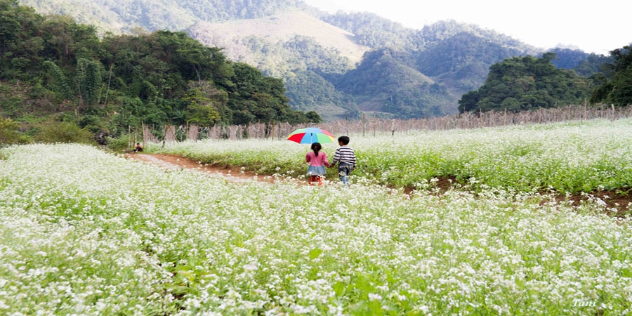 Du lịch Mộc Châu mùa hoa Cải Trắng Tinh Khôi