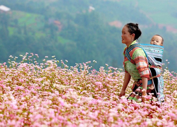 Điểm Danh Địa Điểm Ngắm Hoa Tam Giác Mạch Đẹp Nhất Hà Giang