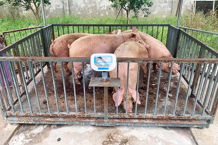 Cách Lựa Chọn Cân Lợn Điện Tử Tốt Nhất