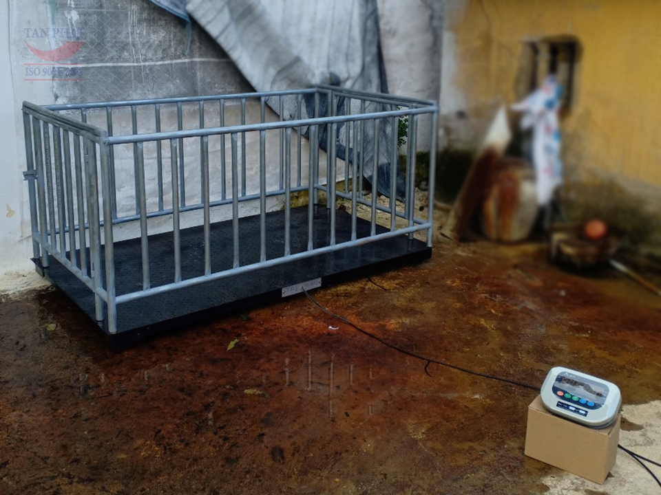 Bán cân sàn điện tử 2 tấn dùng cân động vật tại Hưng Yên