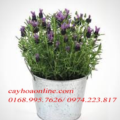 Cung cấp hạt giống hoa oải hương – Lavender