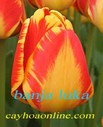 Hướng dẫn cách trồng và chăm sóc củ tulip trồng chậu