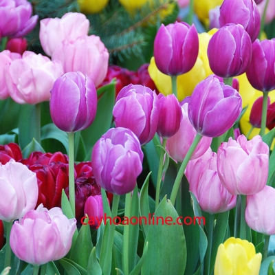 Cách trồng và chăm sóc hoa tulip