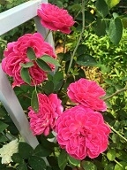 Hoa hồng Tường Vi
