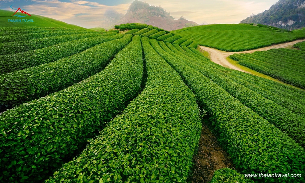 Tour Điện Biên mùa hoa ban 3 ngày 2 đêm|Mùa hoa ban nở trắng núi rừng ...