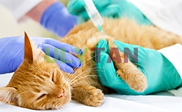 DỊCH THUẬT TIẾNG ANH CHUYÊN NGÀNH THÚ Y