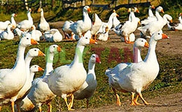DỊCH THUẬT TIẾNG ANH CHUYÊN NGÀNH CHĂN NUÔI