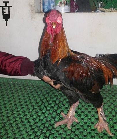 benh-thieu-axit-folic-o-ga