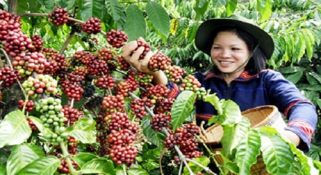 Cứu ngành cà phê: Cách nào?