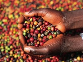 Mùa cà phê buồn bã