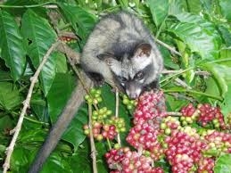 Cà phê chồn - Loại đồ uống đắt nhất thế giới