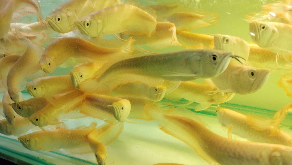 NGÂN LONG ABINO SIZE 20 22 ( HÌNH THỰC TẾ TẠI TRẠI )