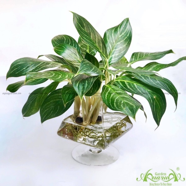 Bạch Mã Hoàng Tử 05 Cây Thủy Canh AquaGarden Top Cây Phong Thủy Đẹp
