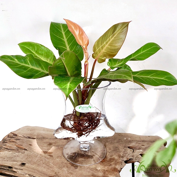 Đế Vương Vàng 03 Cây Thủy Canh AquaGarden Top Cây Phong Thủy Đẹp