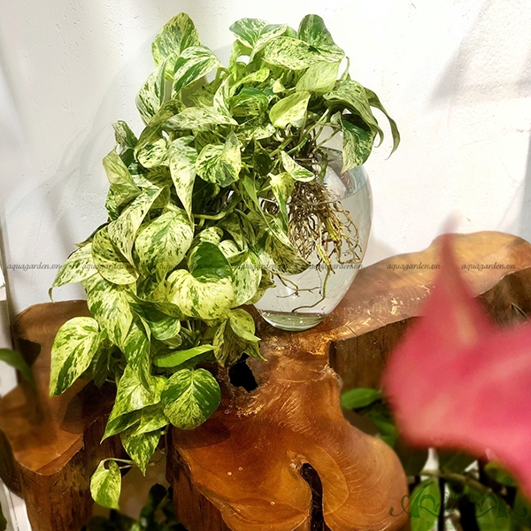 Trầu Bà Cẩm Thạch