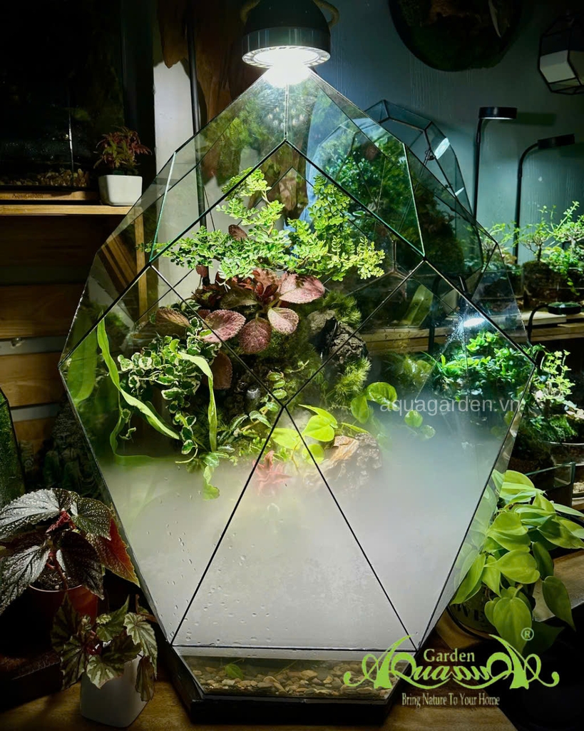 Terrarium 396 - Terrarium Kim Cương – Nghệ thuật thiên nhiên