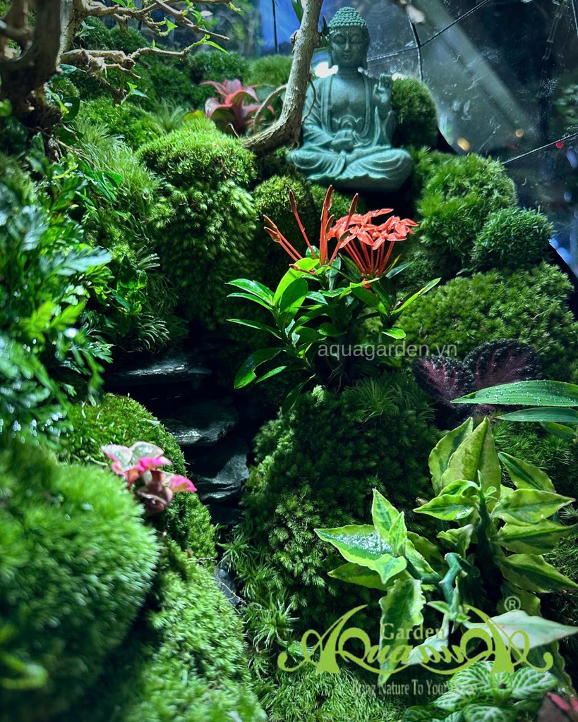 Terrarium 398 - “Tịnh Lộ Viên Minh” – Không gian thiền tĩnh | AquaGarden