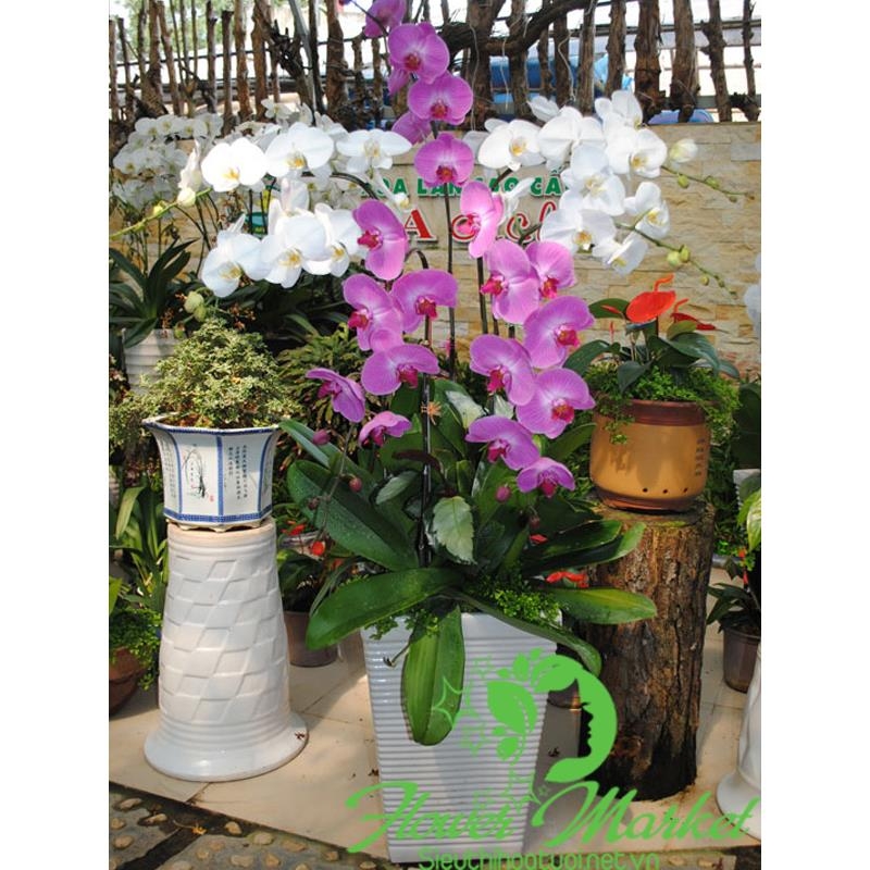 Shop bán hoa khai trương LHD044