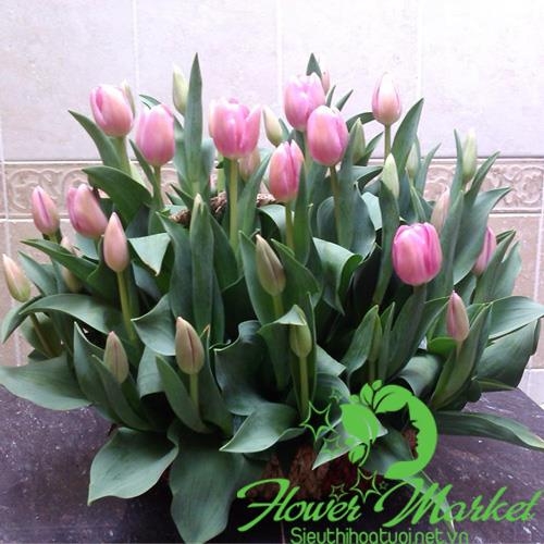 Cửa hàng bán hoa tươi tại Hà Nam HCM309