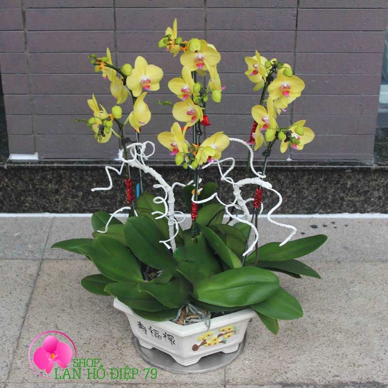 shop lan hồ điệp tại cao bằng