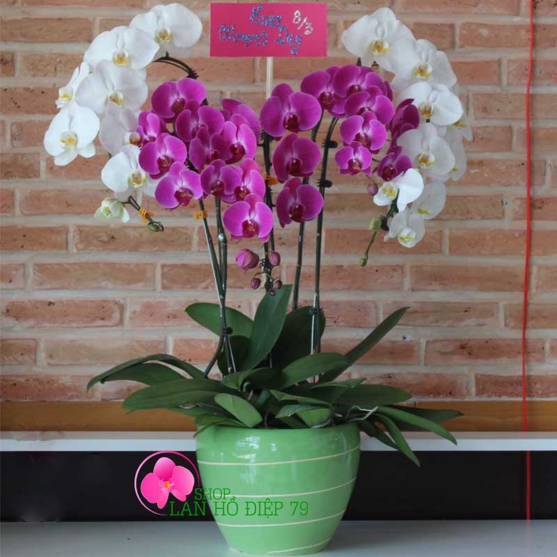 shop lan hồ điệp tại bình dương