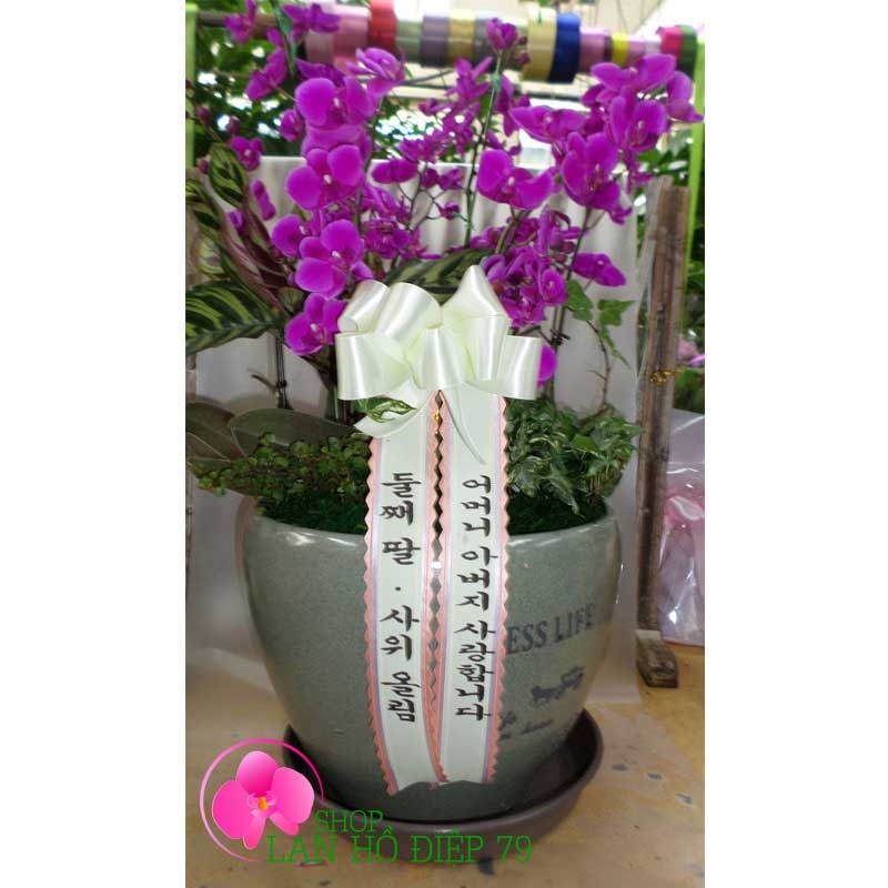 hoa lan hồ điệp mini màu tím