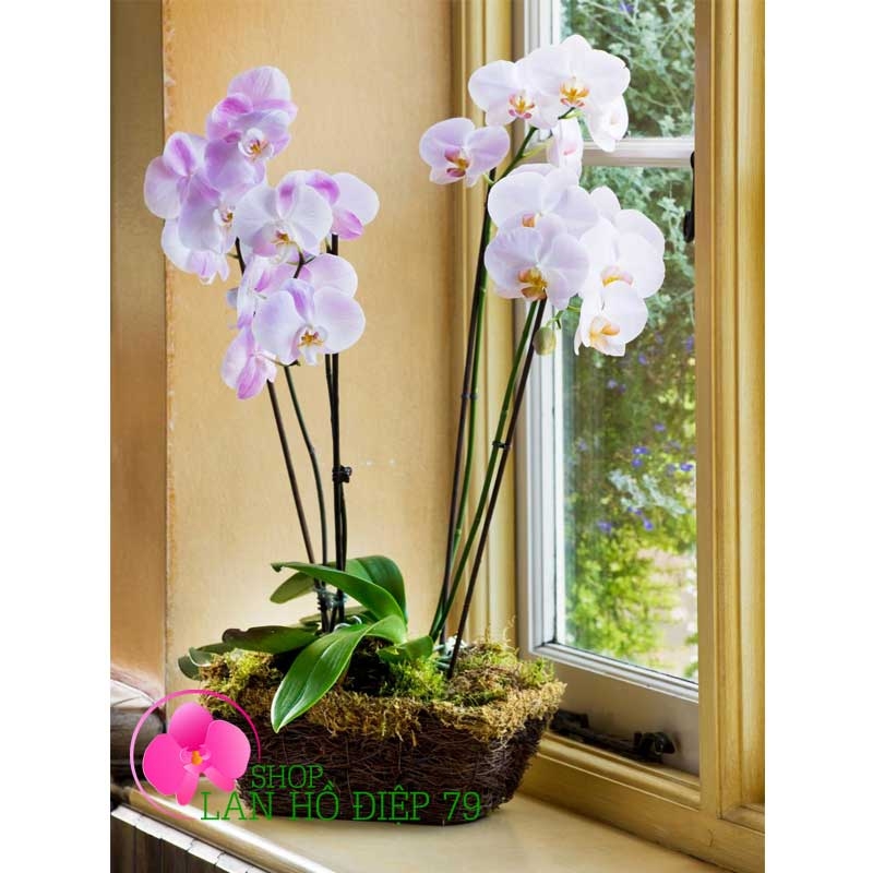 chậu hoa lan hồ điệp chúc mừng thăng chức