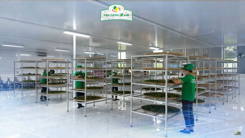 Trà Sen Ngọc Tỉnh Liên 200gram - Hộp Hứng Dừa
