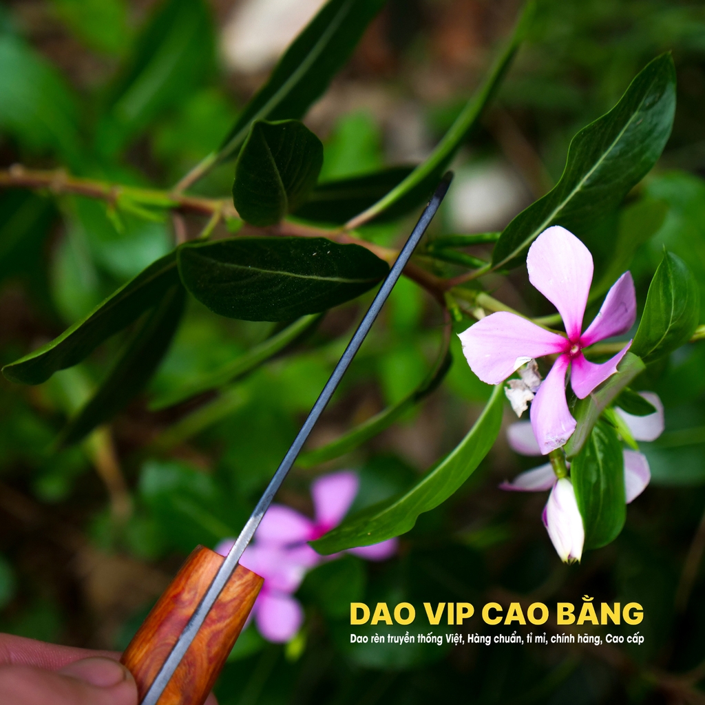 Dao ghép cành nhíp xe rèn thủ công - DRM DAO VIP CAO BẰNG
