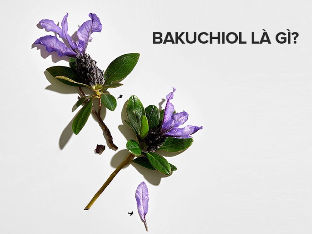 Bakuchiol là gì? Bakuchiol có tác dụng với làn da ra sao?