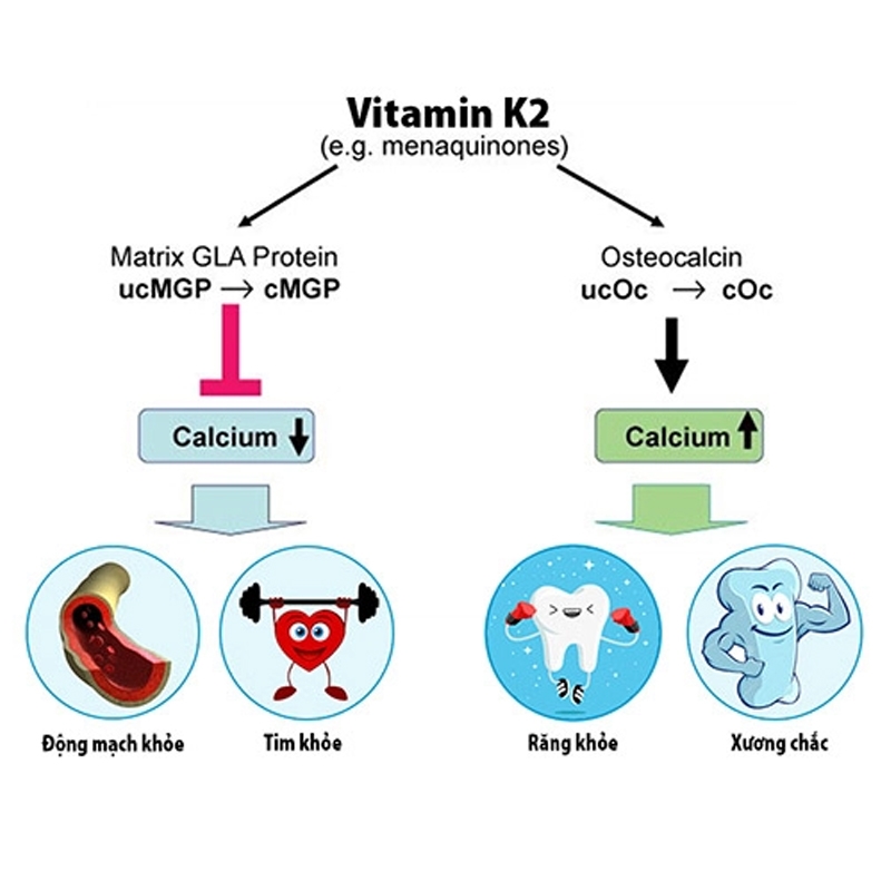 4 lý do khiến vitamin K2 MK7 trở thành vi chất “thông minh” nhất giúp trẻ đột phá chiều cao