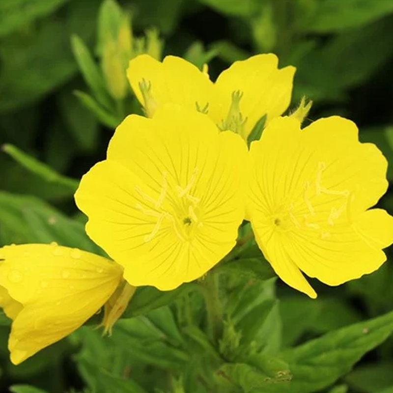 GLA: Bổ sung nội tiết tố từ thiên nhiên