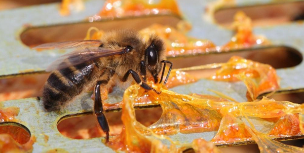 Keo ong - 6 lợi ích hàng đầu và cách dùng hiệu quả