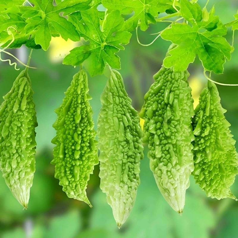 Mướp Đắng (Khổ Qua) rất tốt cho sức khỏe.